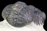 Bargain, Austerops Trilobite - Visible Eye Facets #162331-4